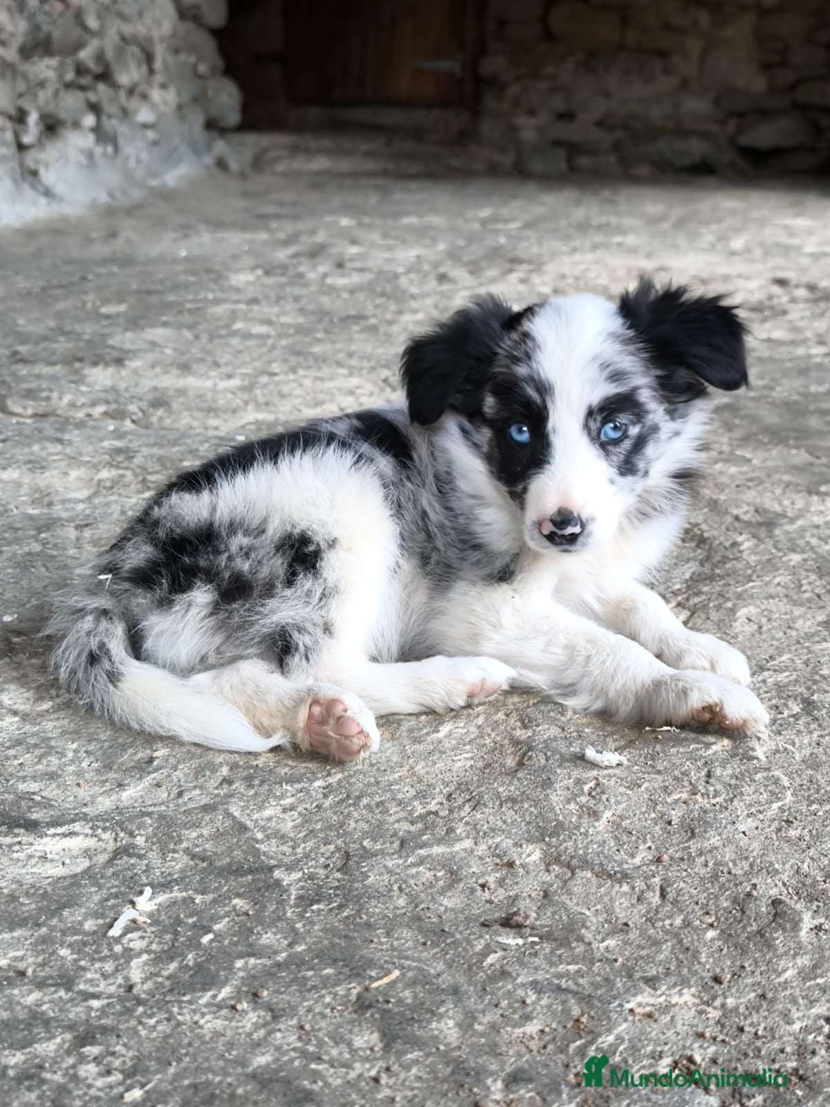 Border Collie perros Cachorros border collie! - Anuncio 10