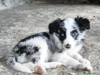 Border Collie perros Cachorros border collie! - Anuncio 10