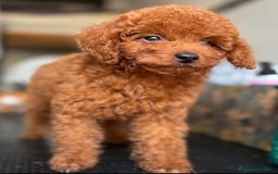 Caniche Toy perros en venta: Caniches Toy rojos machos  - Imagen 2