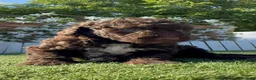 Perro de Agua Español perros en venta: PERRO DE AGUA ESPAÑOL HEMBRA - Anuncio 2
