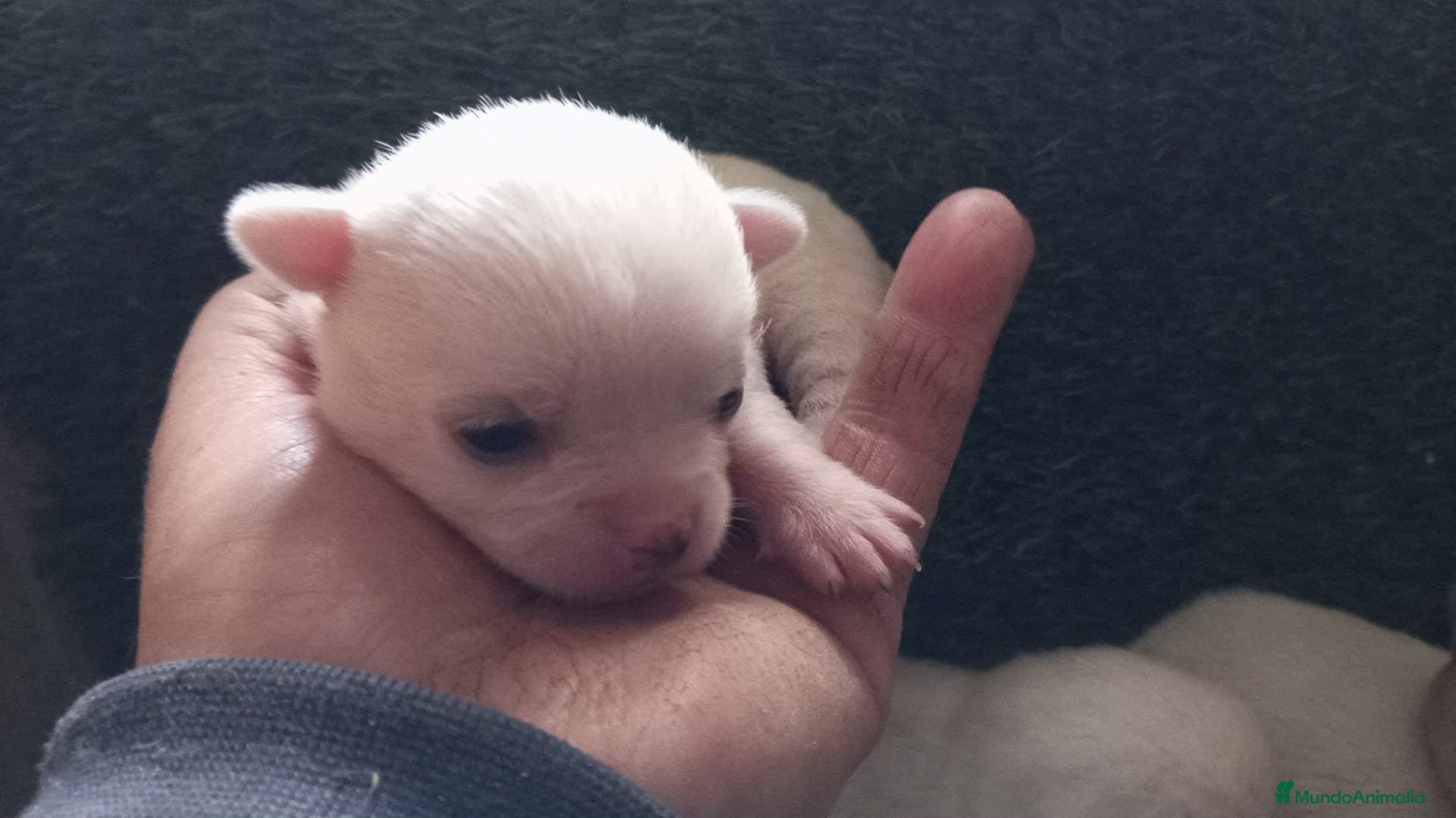 Chihuahua perros Chihuhua macho - Anuncio 1