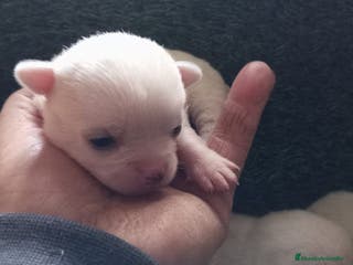 Chihuahua perros Chihuhua macho - Anuncio 9