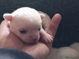 Chihuahua perros Chihuhua macho - Anuncio 9