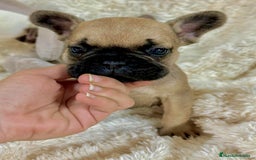 Bulldog Francés perros en venta: Bulldog francés Fawn  - Imagen 8