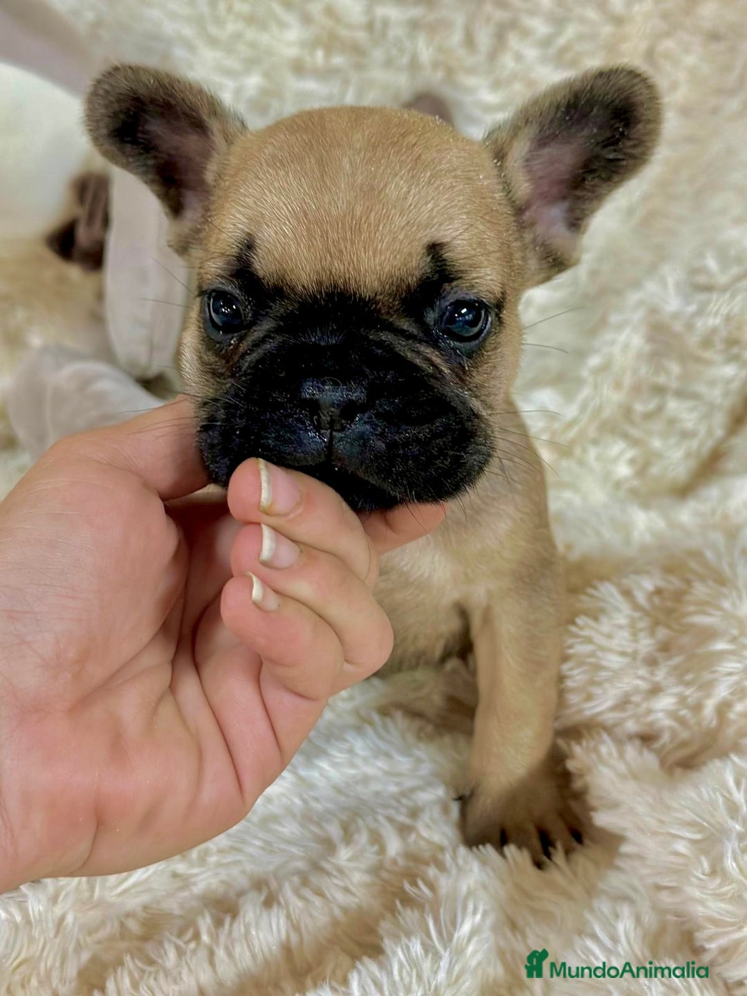 Bulldog Francés perros en venta: Bulldog francés Fawn  - Imagen 8