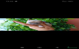 Chihuahua perros en venta: Chihuahua toy  - Imagen 3