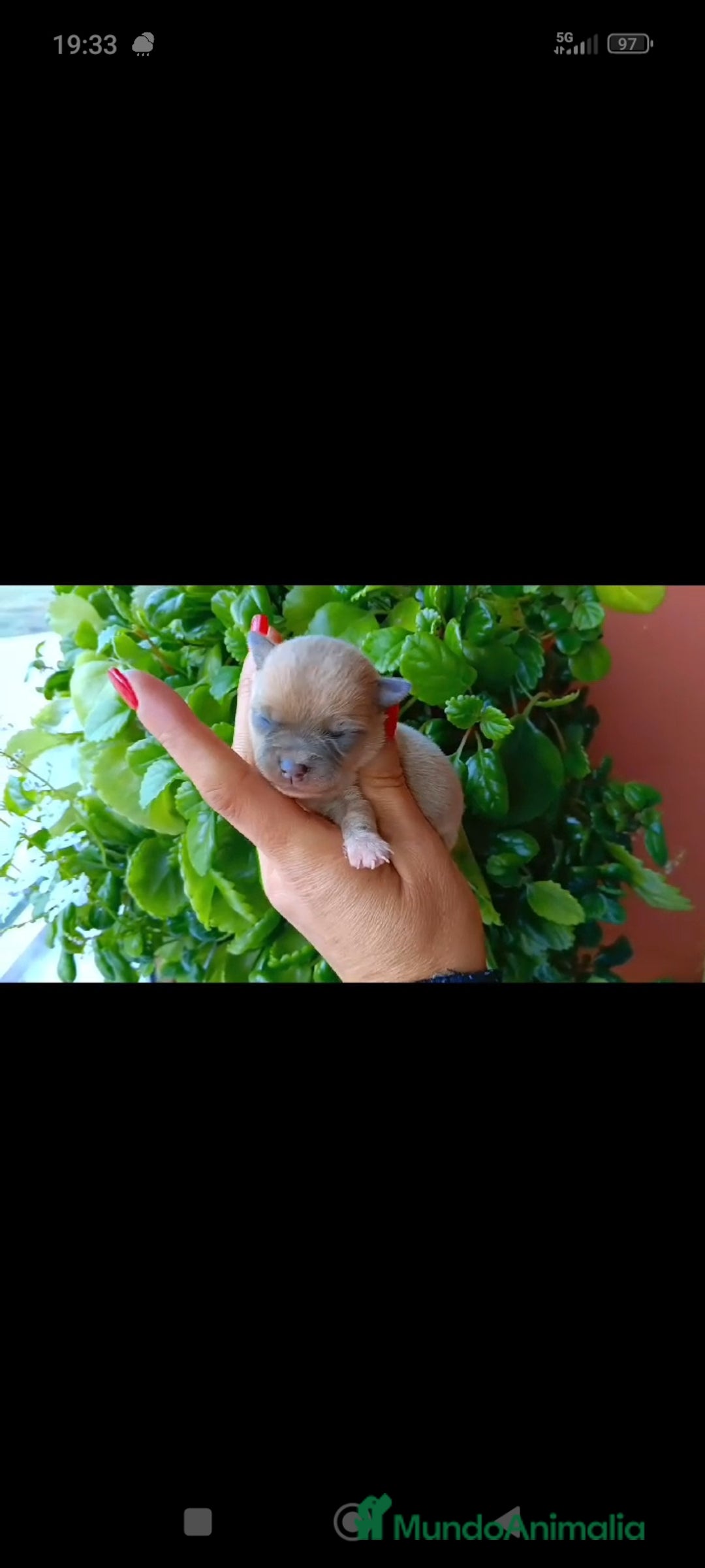 Chihuahua perros en venta: Chihuahua toy  - Imagen 3