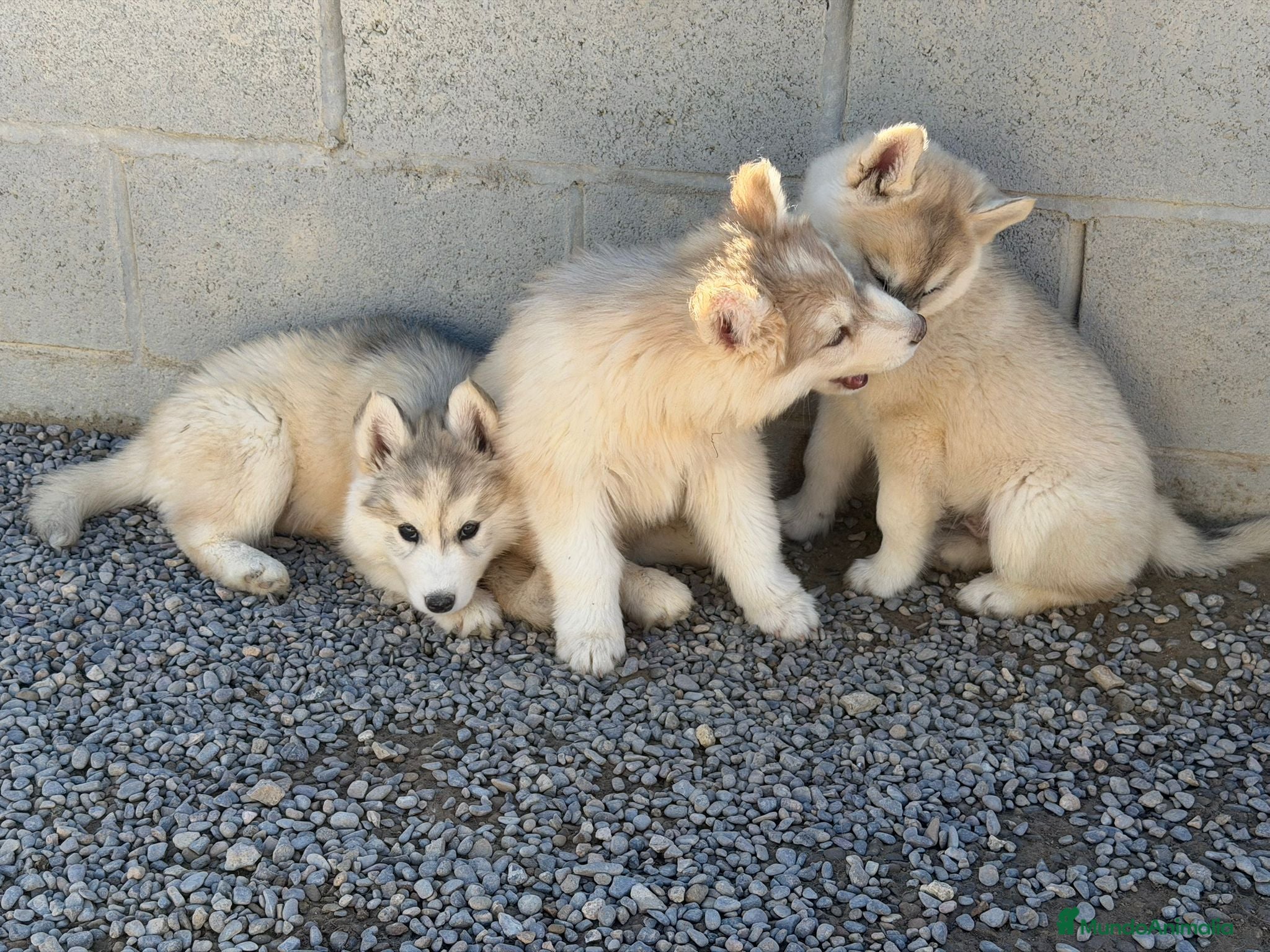 Husky Siberiano perros Husky SIBERIANO Macho  - Anuncio 2