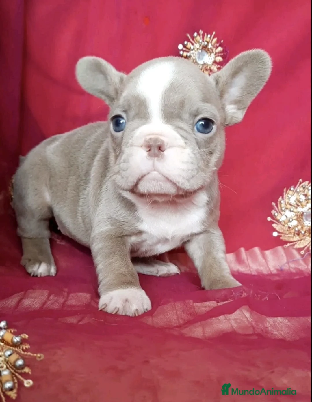 Bulldog Francés perros en venta: entra en nuestra web milcachorros.es - Anuncio 9