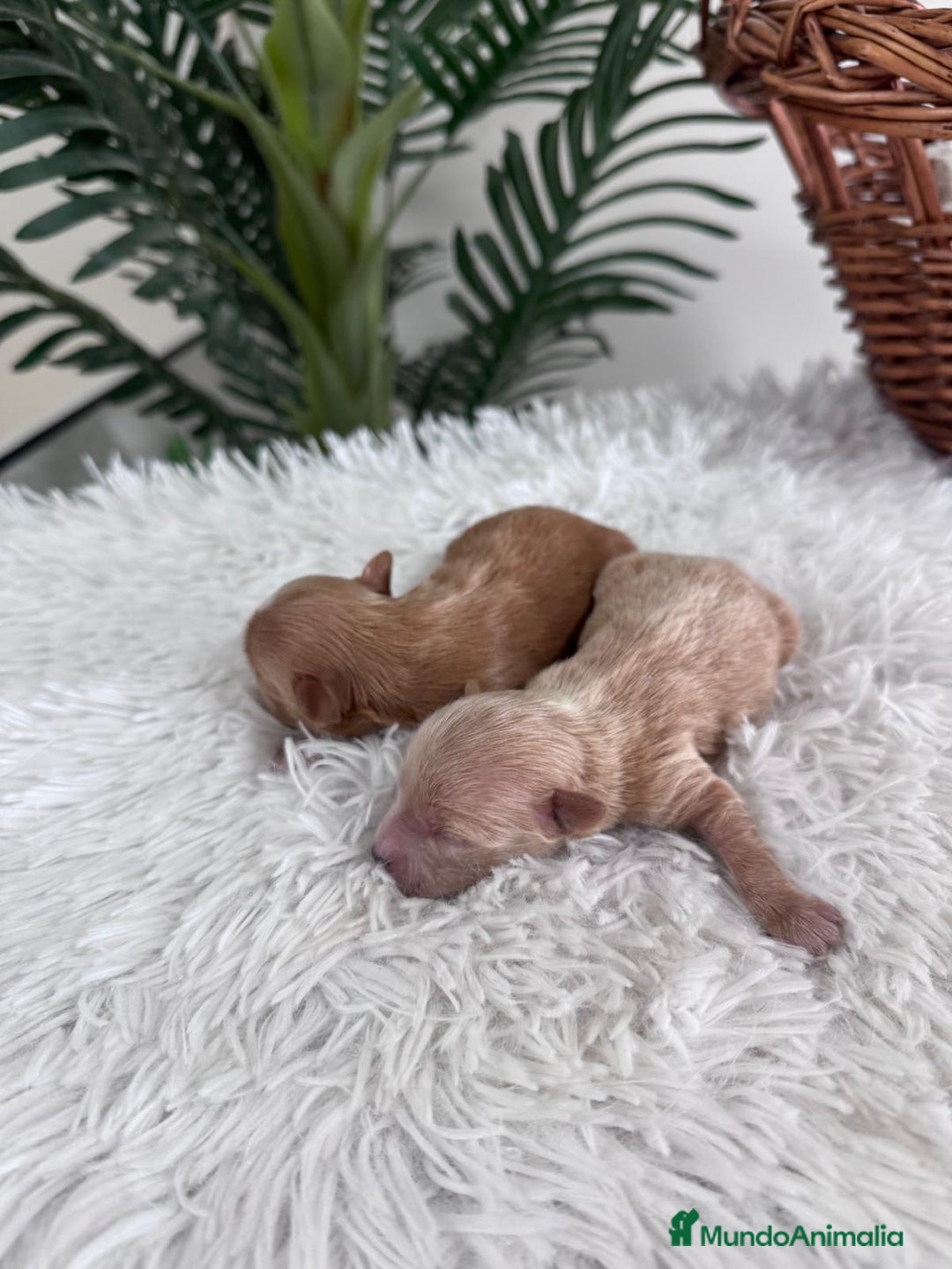 Maltipoo perros en venta: MALTIPOO MACHO - Imagen 6