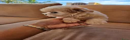 Bichón Maltés perros en venta: Bichon maltés precio real - Anuncio 3