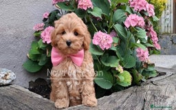 Maltipoo perros en venta: MALTIPOO - Imagen 1