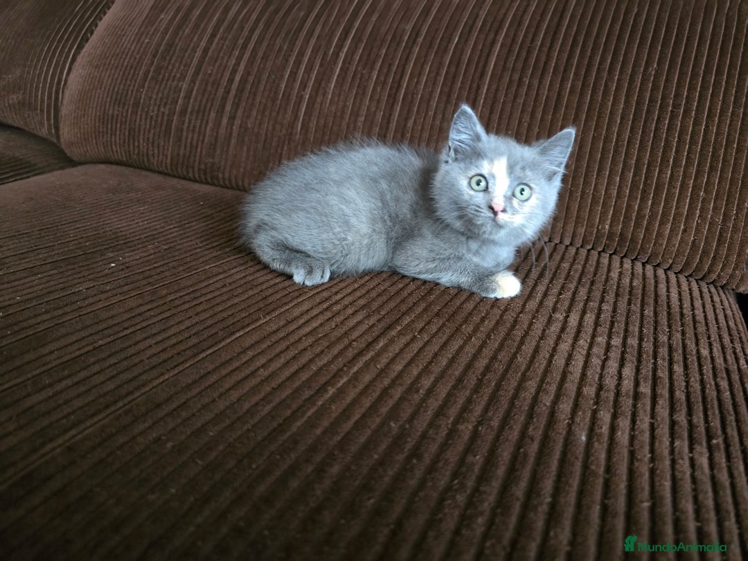 Británico de Pelo Corto gatos en venta: Gatcot.com - Imagen 5