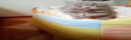 Persa gatos en venta: Gatitos persa himalayo  - Anuncio 11