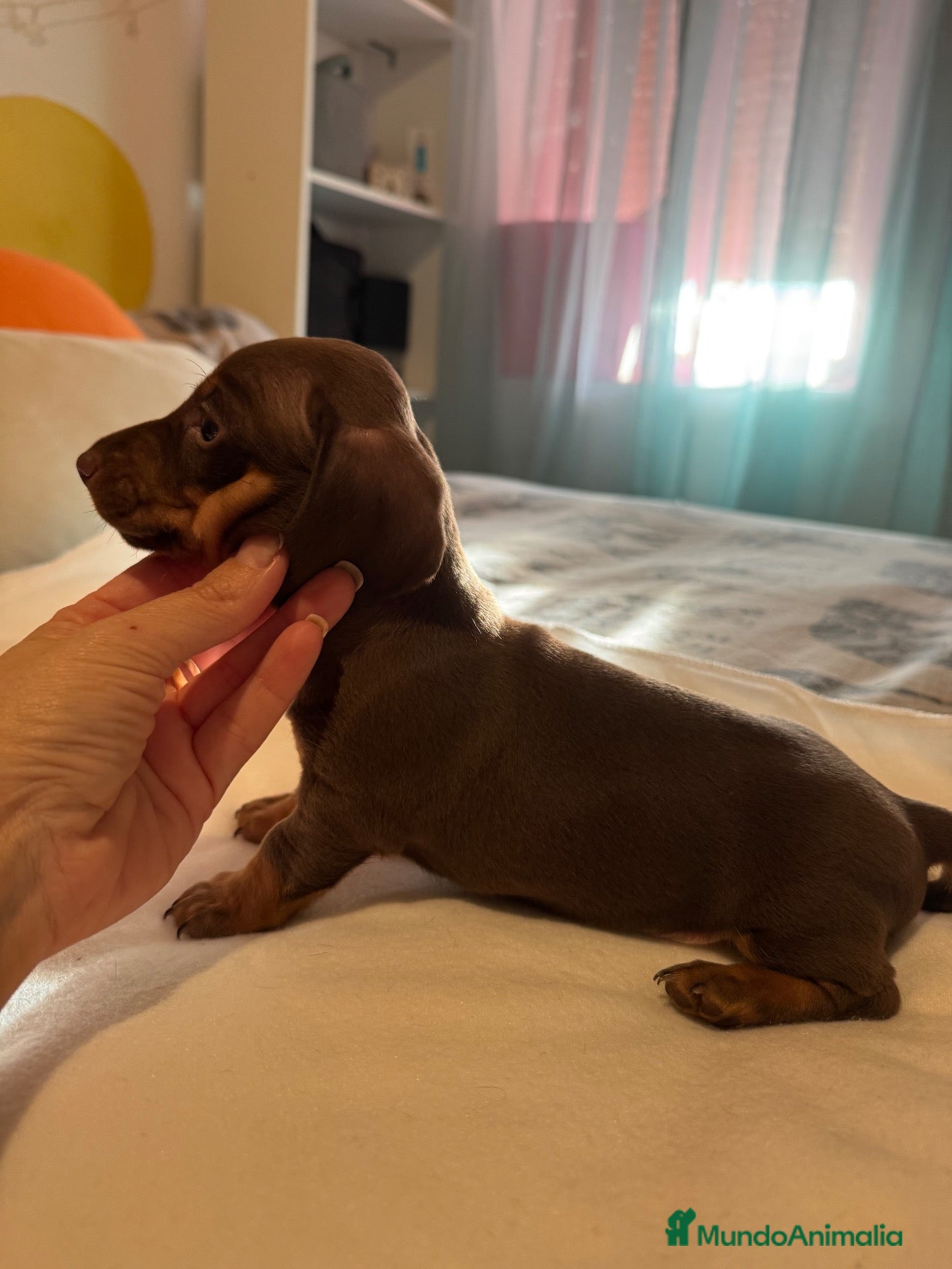 Teckel perros en venta: Nueva Camada de Teckel 🐶 - Anuncio 16