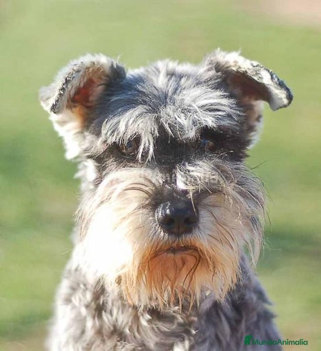 Imagen de galería {{count}}