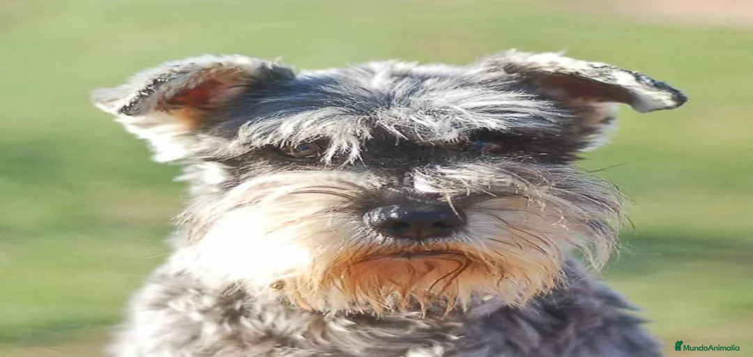 Imagen de galería {{count}}