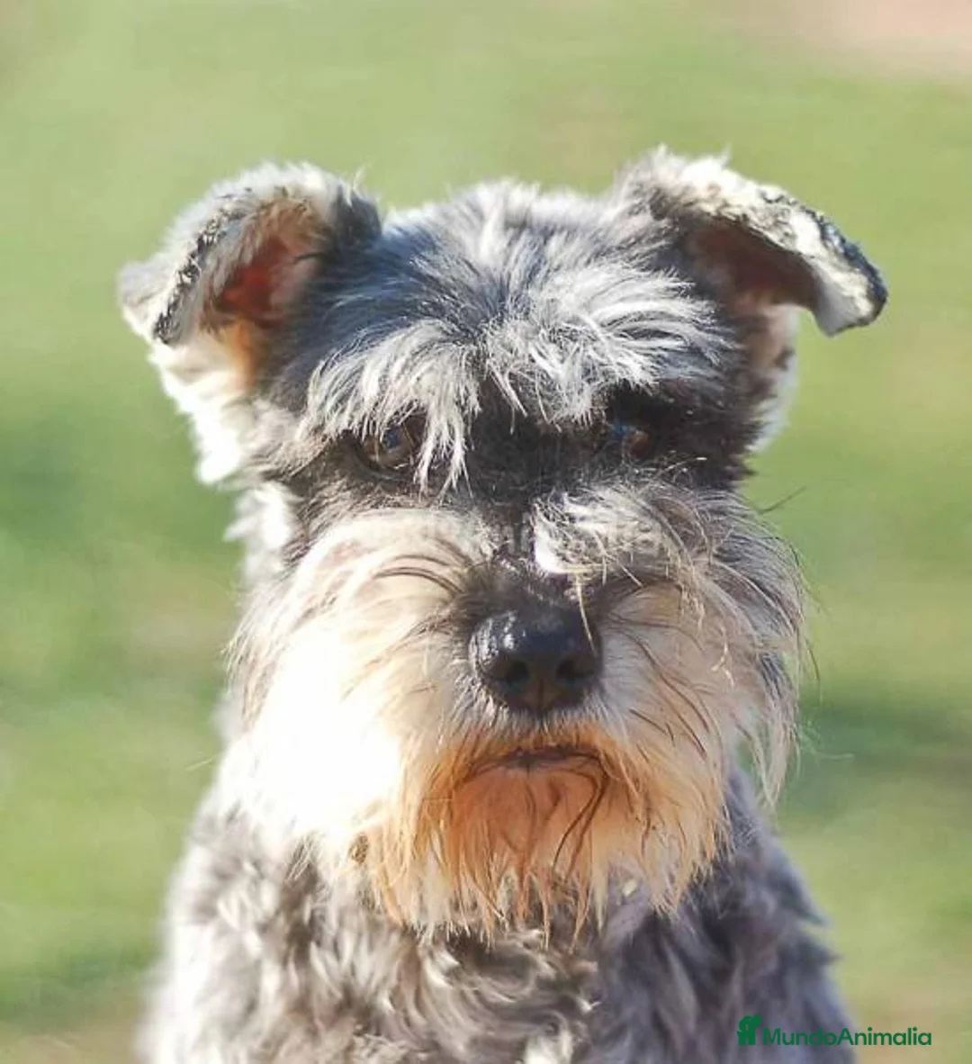 Imagen de galería {{count}}