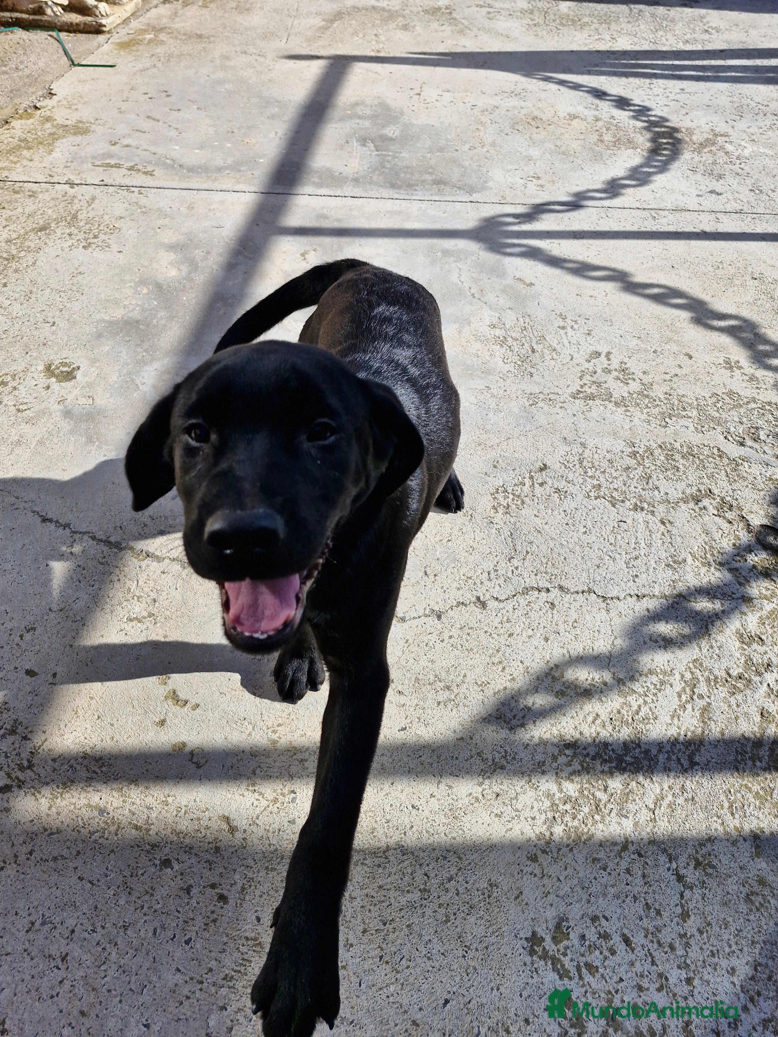 Labrador Retriever perros LABRADOR NEGRO  en Barcelona - Anuncio 2