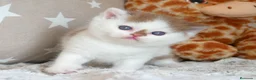 Británico de Pelo Corto gatos en venta: Camada espectacular British Shorthair Pedigree WCF - Anuncio 15
