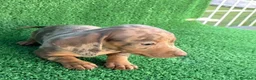 Teckel Miniatura perros en venta: Teckel kanichen  - Anuncio 1