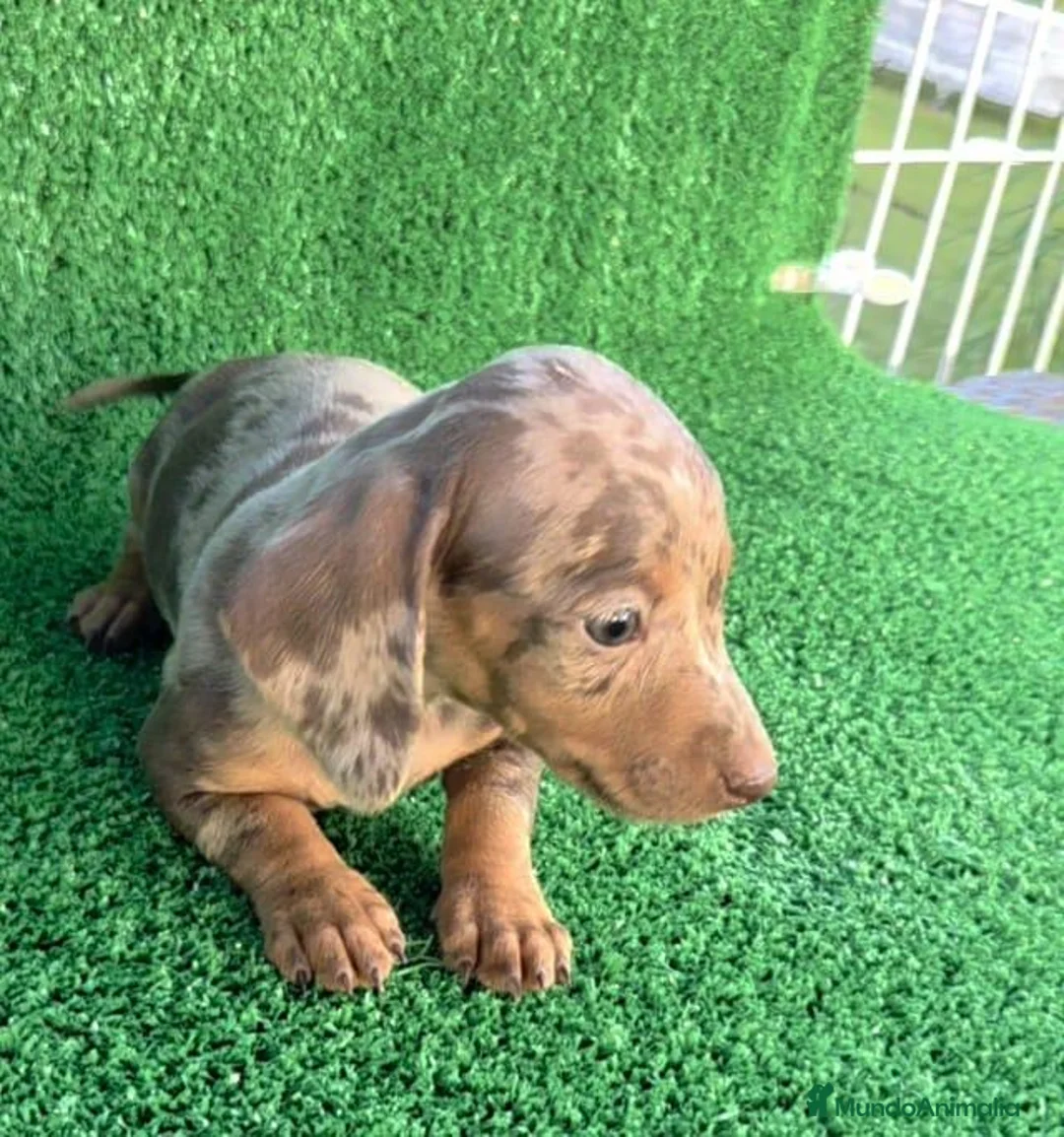 Teckel Miniatura perros en venta: Teckel kanichen  - Anuncio 1