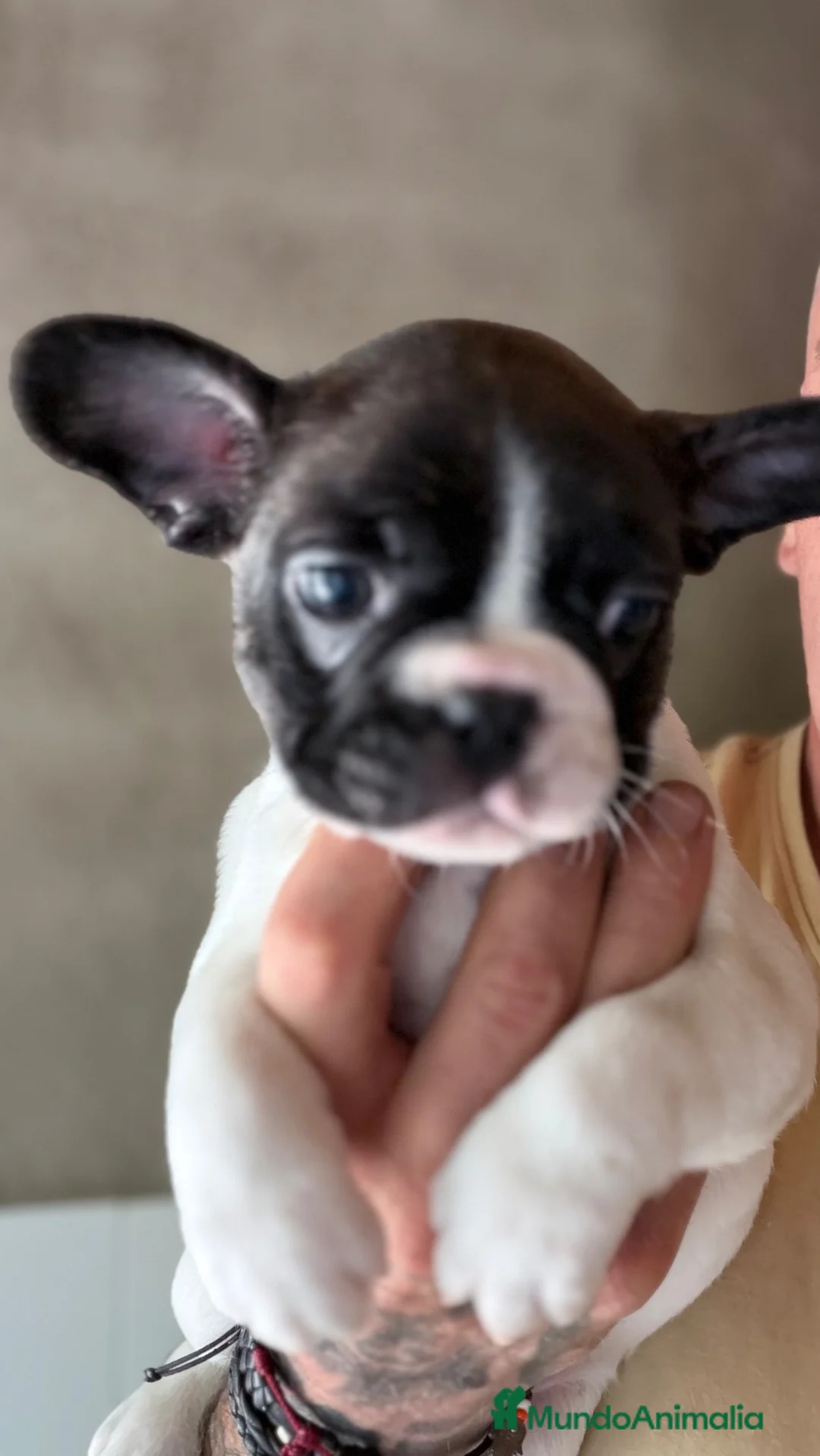 Bulldog Francés perros en venta: Buldog frances - Anuncio 2