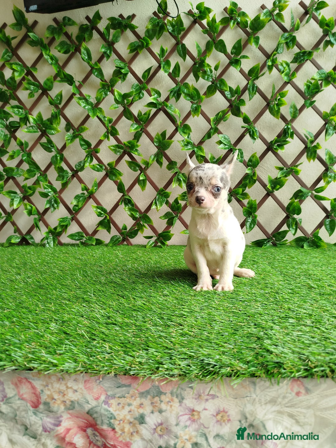 Chihuahua perros en venta: Chihuahua Toy  - Anuncio 5