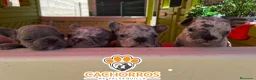 Bulldog Francés perros en venta: Bulldog francés  - Anuncio 2
