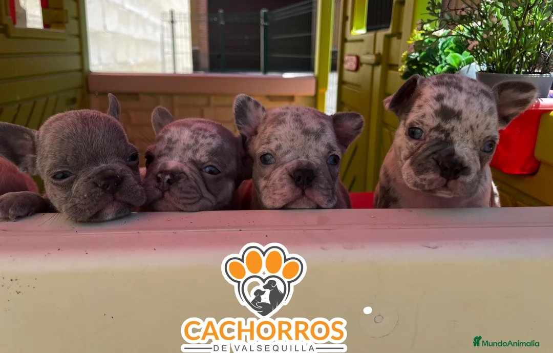 Bulldog Francés perros en venta: Bulldog francés  - Anuncio 2