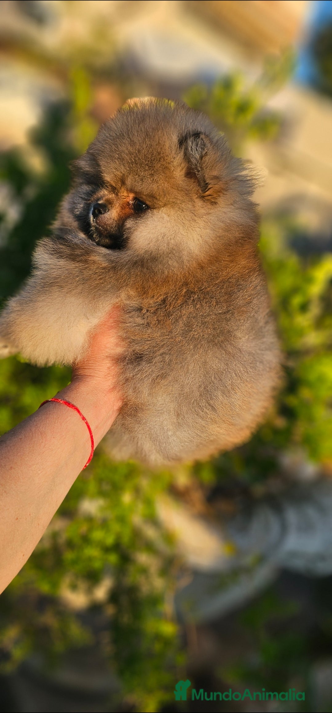 Pomerania perros en venta: Pomerania machito - Imagen 3