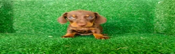 Teckel Miniatura perros en venta: teckel miatura - Anuncio 5