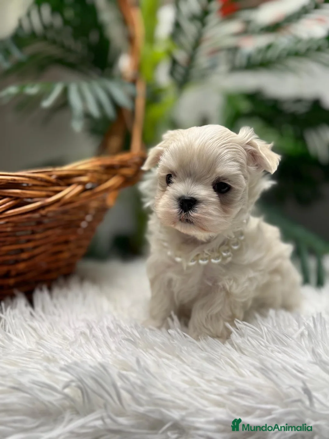 Bichón Maltés perros en venta: BICHON MALTES COREANO - Anuncio 18