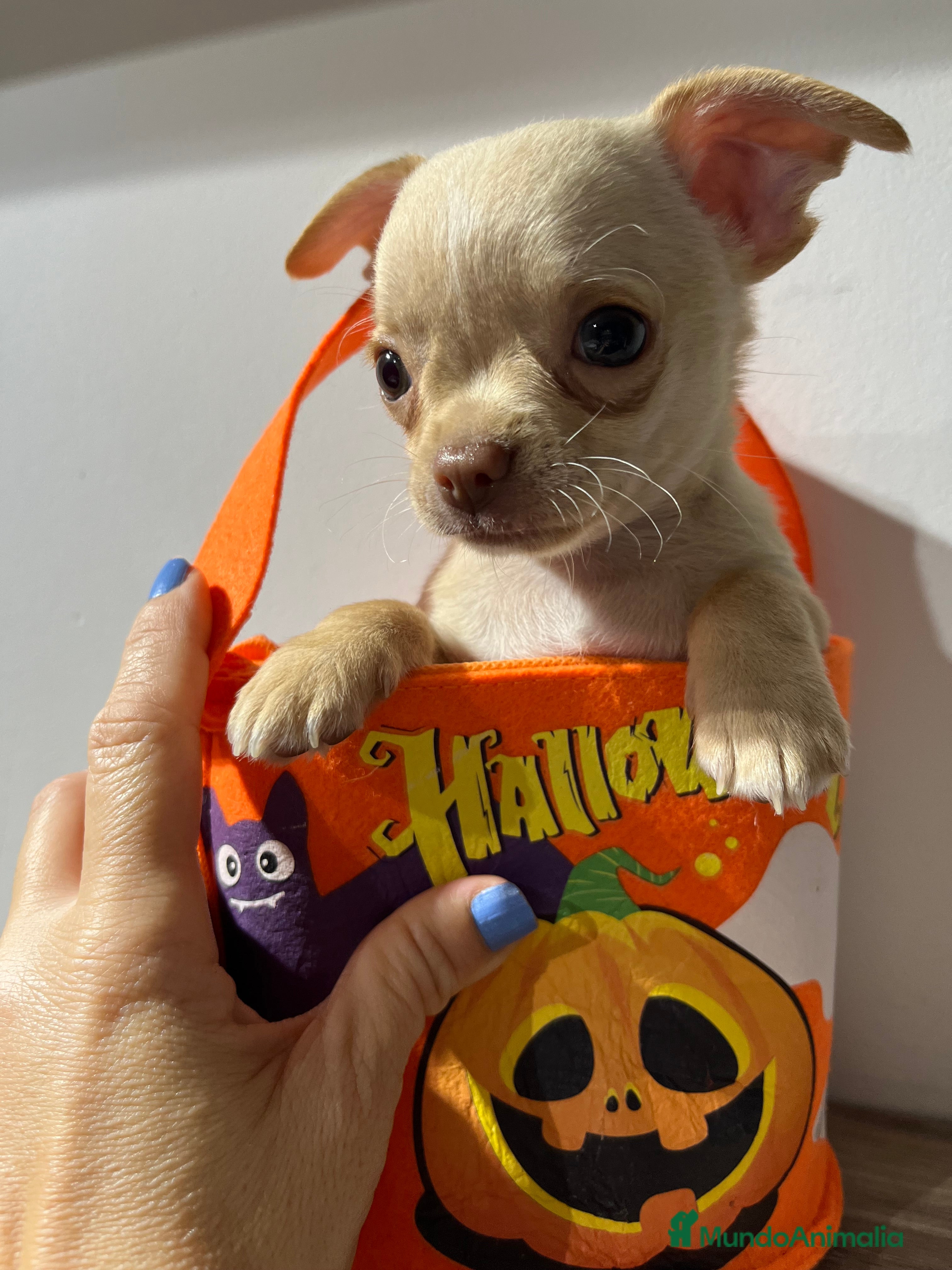 Chihuahua perros Chihuahua toy en Barcelona - Anuncio 2