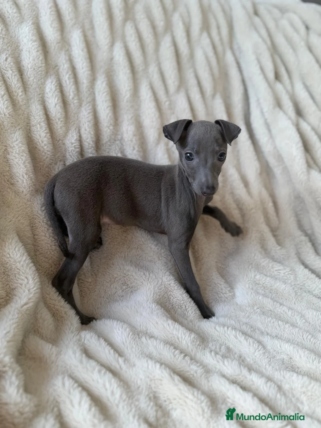Pequeño Lebrel Italiano perros en venta: Piccolo - Galgo Italiano - Lebrel Italiano  - Anuncio 2