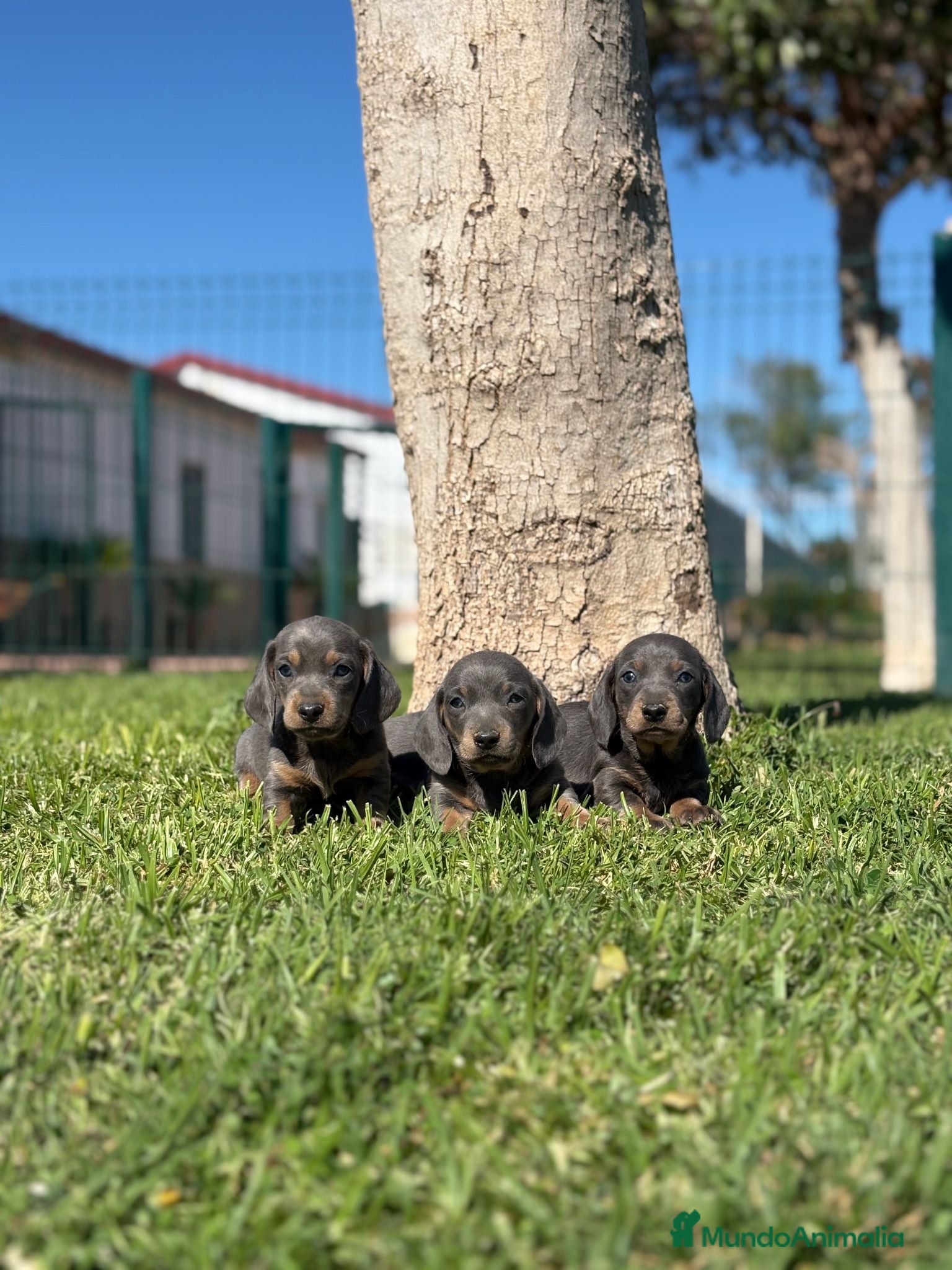 Teckel Miniatura perros TECKEL MINIATURA  - Anuncio 1