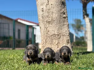 Teckel Miniatura perros TECKEL MINIATURA - Anuncio 1