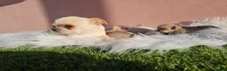 Chihuahua perros en venta: PRECIOSOS CHIHUAHUAS, CHATOS, CABEZA DE MANZANA - Anuncio 2