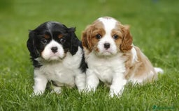 Cavalier King Charles Spaniel perros en venta: Entrañable bebé de Cavalier - Imagen 1
