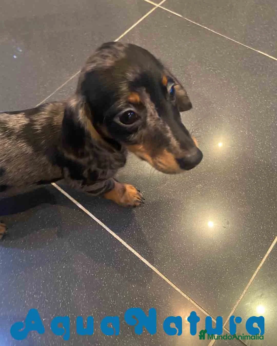 Teckel Miniatura perros en venta: Teckel Hembra de Tria y Luisiño 2015 AQUANATURA - Anuncio 6