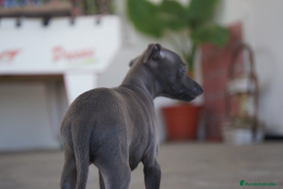 Pequeño Lebrel Italiano perros en venta: 🐾 Sirius y Selena – Galgos italianos 🐾 - Imagen 13