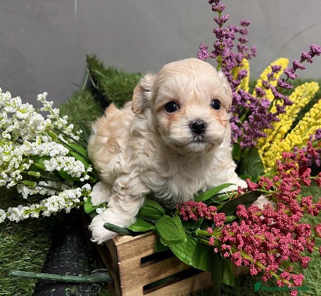 Maltipoo perros en venta: Maltipoo macho para poder reservar !! - Anuncio 3