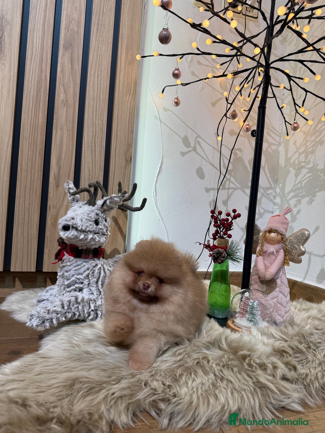 Pomerania perros en venta: Pomerania Toy - Anuncio 2