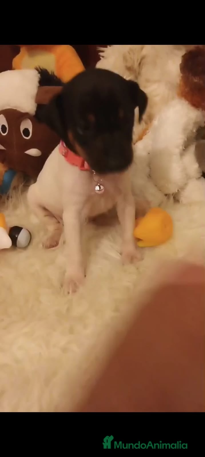 Ratonero Bodeguero Andaluz perros CACHORRITO DE BODEGUERO  - Anuncio 3
