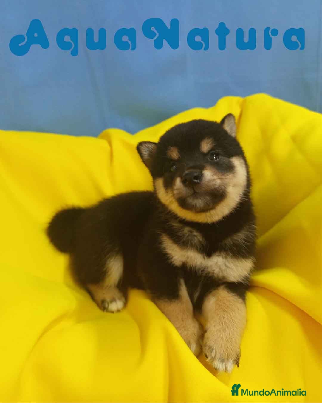 Shiba Inu perros en venta: Camada Shiba Inu de Mar y Silvio AQUANATURA - Anuncio 4
