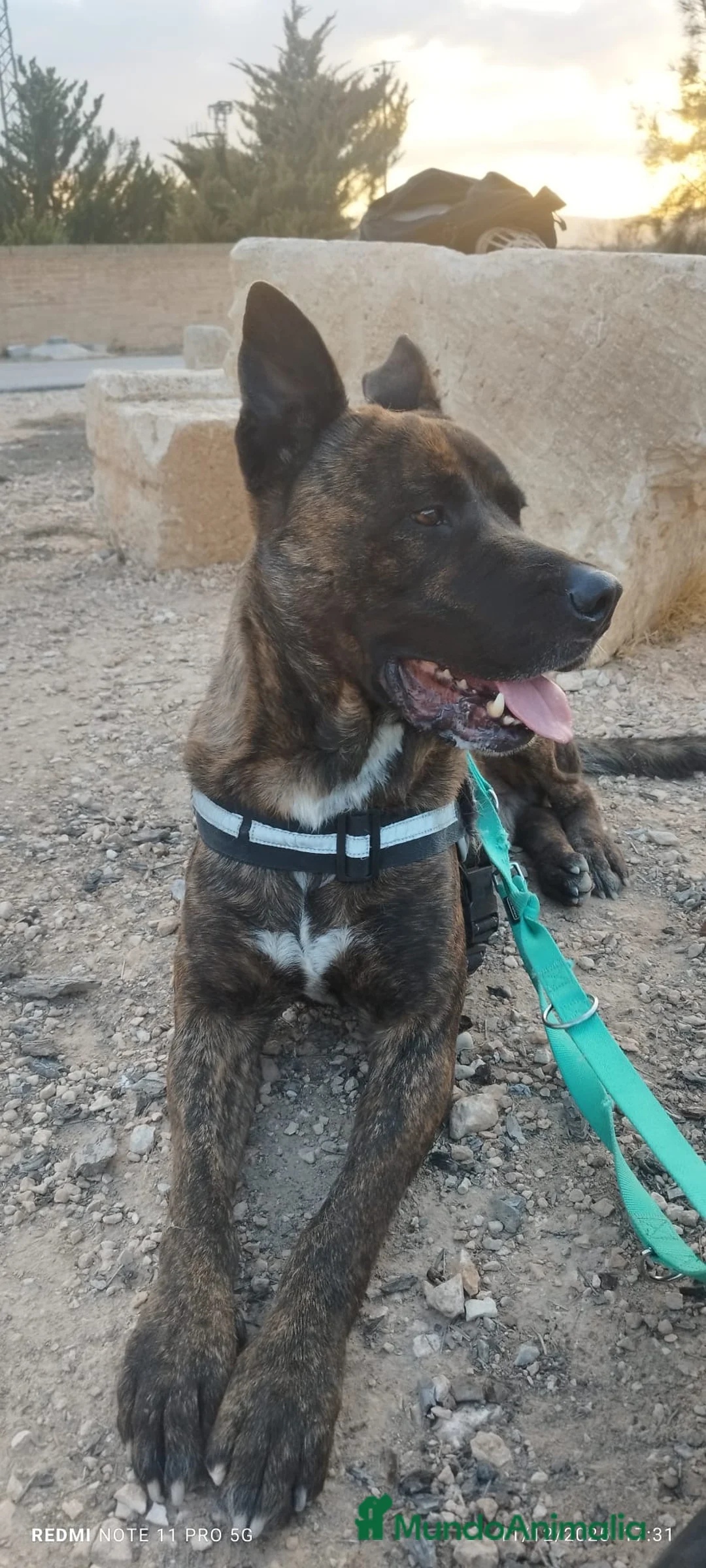 Raza Mixta perros en adopcion: ODÍN ❤️ en Adopción  - Anuncio 8