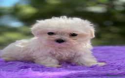 Bichón Maltés perros en venta: Bichon maltés hembra coreana  - Imagen 2