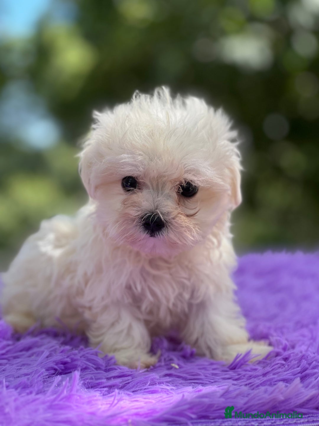 Bichón Maltés perros en venta: Bichon maltés hembra coreana  - Imagen 2