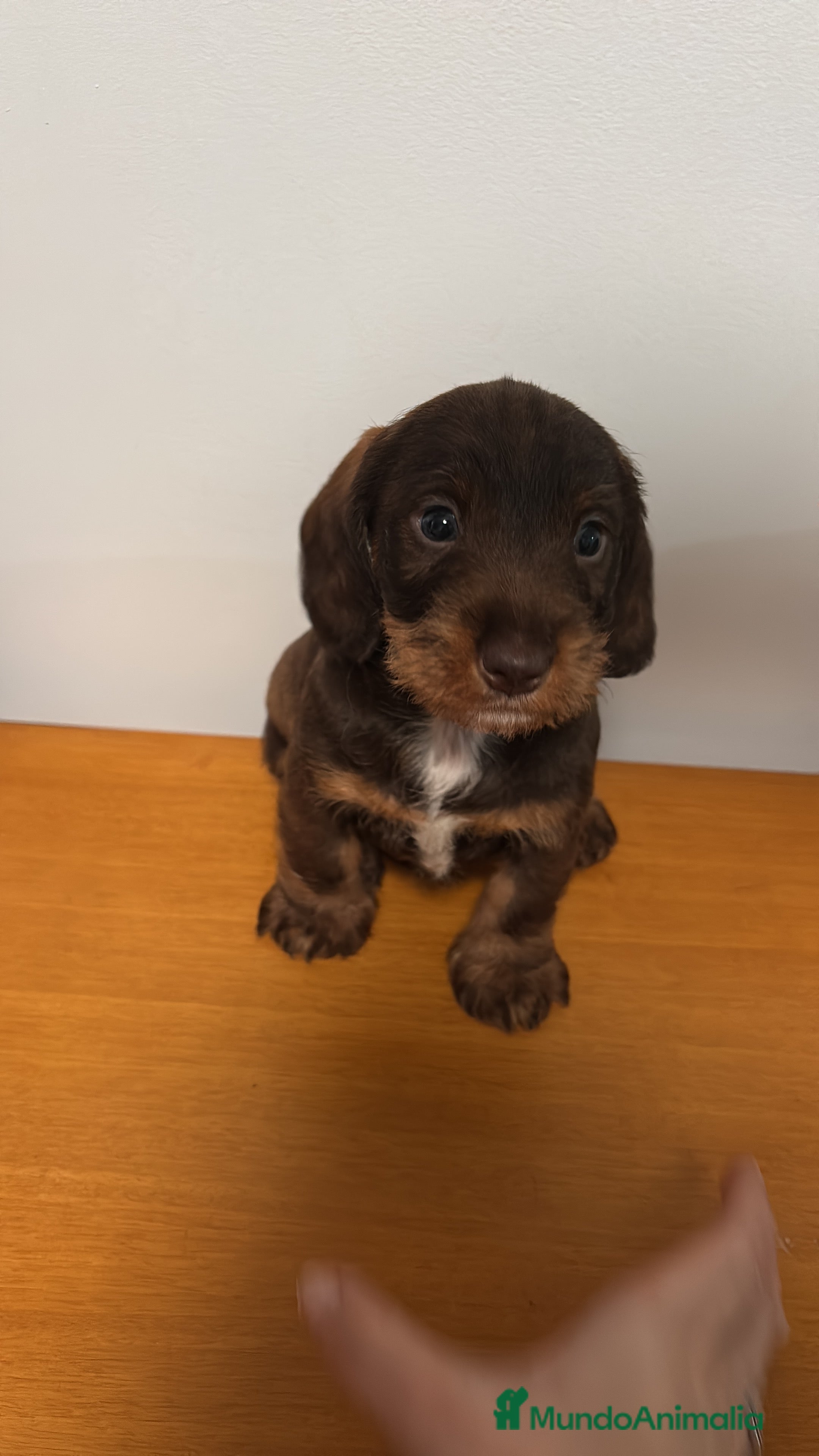 Teckel perros Última cachorra de Teckel disponible. en Madrid - Anuncio 1