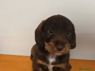 Teckel perros Última cachorra de Teckel disponible. en Madrid - Anuncio 1